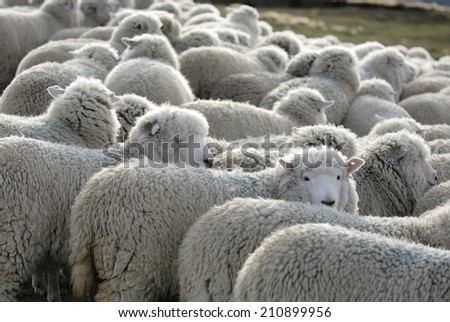 Herd of sheep in the vast meadow