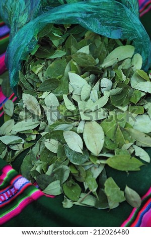 Coca leaves in deep mountain of Andes, Bolivia