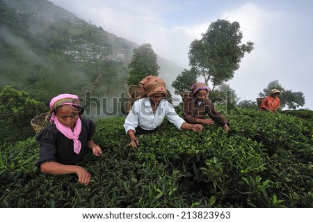 DARJEELING, INDIA,  -?? July. 3. 2014: Women pick up tea leafs by hand at tea garden in Darjeeling, one of the best quality tea in the world, India