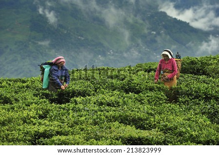 DARJEELING, INDIA,  - July. 3. 2014: Women pick up tea leafs by hand at tea garden in Darjeeling, one of the best quality tea in the world, India