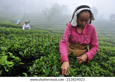 DARJEELING, INDIA,  - July. 3. 2014: Women pick up tea leafs by hand in the fog at tea garden in Darjeeling, one of the best quality tea in the world, India