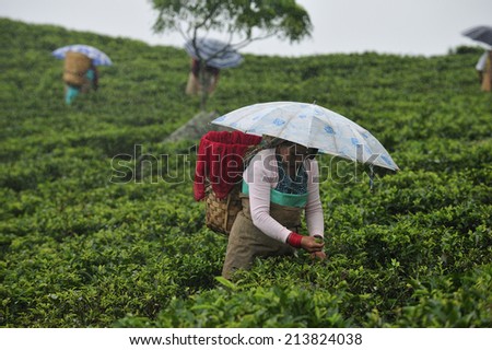 DARJEELING, INDIA,  - July. 3. 2014: Women pick up tea leafs by hand in the rain at tea garden in Darjeeling, one of the best quality tea in the world, India