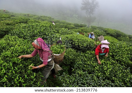 DARJEELING, INDIA,  - July. 5. 2012: Women pick up tea leafs by hand at tea garden in Darjeeling, one of the best quality tea in the world, India