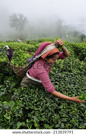 DARJEELING, INDIA,  - July. 5. 2012: Women pick up tea leafs by hand at tea garden in Darjeeling, one of the best quality tea in the world, India
