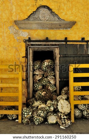 Tequila, Jalisco, Mexico  October. 8. 2013: workers loading agave to brick oven at Jose Cuervo tequila distillery, the leading company of Tequila, town of Tequila, Jalisco, Mexico