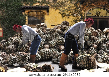 Tequila, Jalisco, Mexico : October. 8. 2013: workers cutting agave at Jose Cuervo tequila distillery, the leading company of Tequila, town of Tequila, Jalisco, Mexico