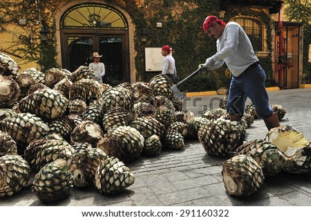Tequila, Jalisco, Mexico : October. 8. 2013: workers cutting agave at Jose Cuervo tequila distillery, the leading company of Tequila, town of Tequila, Jalisco, Mexico
