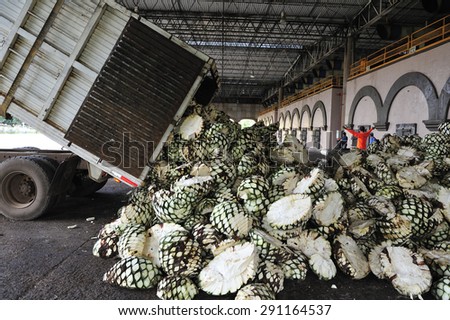 Amatitan, Jalisco, Mexico  October. 1. 2013: workers loading agave to brick oven at Herradura tequila distillery, the leading company of Tequila, Amatitan, Jalisco, Mexico