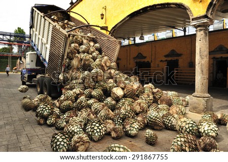 Tequila, Jalisco, Mexico :?? October. 8. 2013: workers loading down agave at Jose Cuervo tequila distillery, the leading company of Tequila, town of Tequila, Jalisco, Mexico