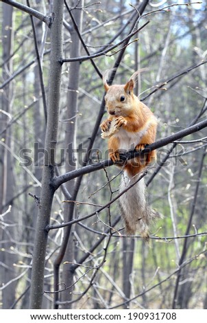 a small red squirrel with a fluffy tail on the branch eating bread