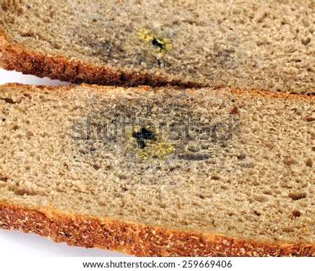 black mold spores on a piece of brown bread