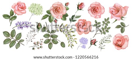 Botanical collection of pink roses. Set: flowers, roses, leaves, twigs, buds. Watercolor.