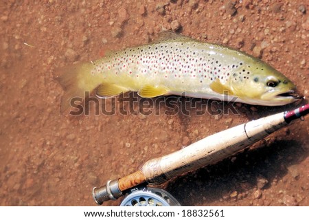 a Brown trout caught on a successful fly-fishing trip