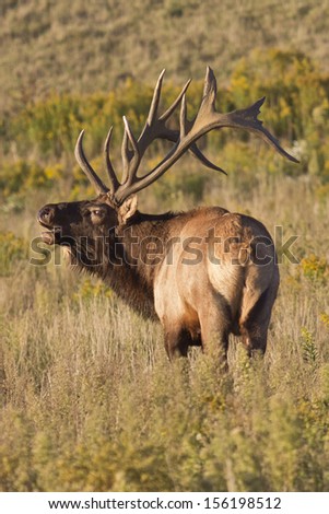 Bugling Bull Elk - Photograph taken during the rut in Elk County, Elk State Forest, Benezette, Pennsylvania