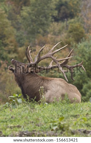 Bugling Bedded Bull Elk During the Rut - Photograph taken in Elk State Forest, Elk county, Benezette, Pennsylvania