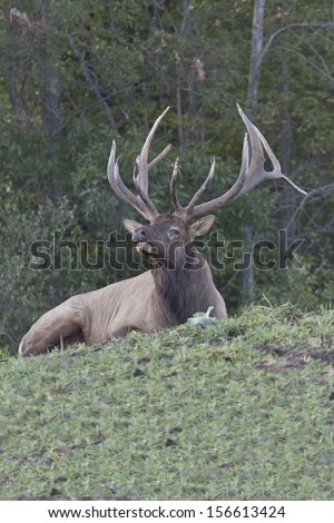 Bugling Bedded Bull Elk - Photograph taken in Elk County, Elk State Forest, Benezette, Pennsylvania