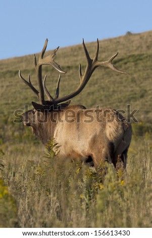 Bull Elk in Food Plot - Photograph taken in Elk County, Elk State Forest, Benezette, Pennsylvania