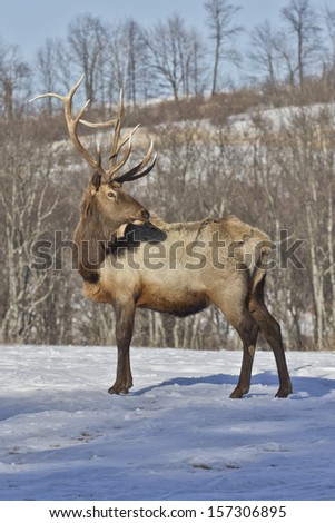 Bull Elk in Winter Snow - Photograph taken in Elk County, Elk State Forest, Benezette, Pennsylvania