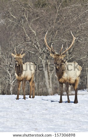Two Bull Elk in Winter Snow - Photograph taken in Elk County, Elk State Forest, Benezette, Pennsylvania
