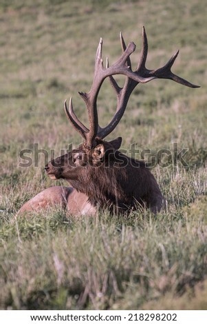 Bugling Bull Elk - Photograph taken during the rut in Elk County, Elk State Forest, Benezette, Pennsylvania