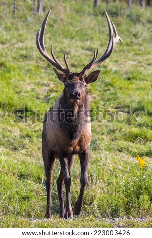 Bugling Bull Elk - Photograph taken in Benezette, Elk County, Pennsylvania
