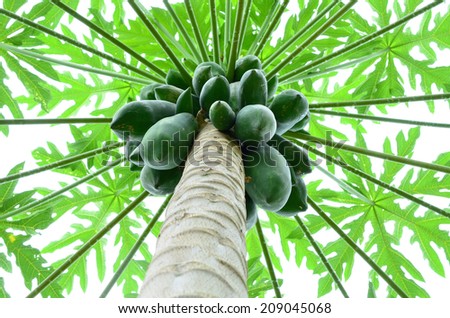 papaya on the papaya tree