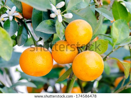 branch orange tree fruits