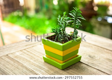 green plant pots decoration on wooden table