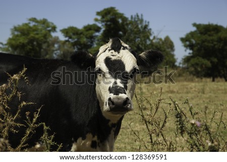 Cow portrait over  thistles