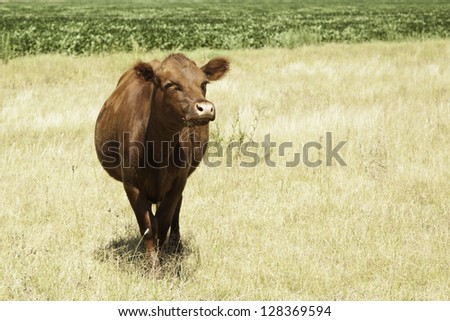 Cow portrait in prairie