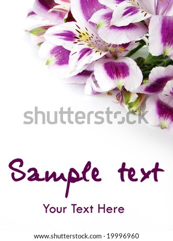White and Purple Alstroemeria flowers card background - space for text