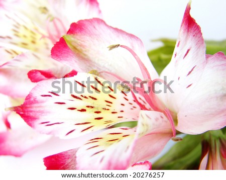 Closeup of White and Pink Alstroemeria flower on white background