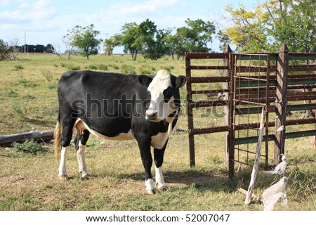 Cow in a little farm