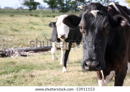 Two cows in a little farm