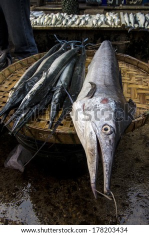 A big fish in Dawei morning market. On Feb 18, 2014 at Dawei, Myanmar.
