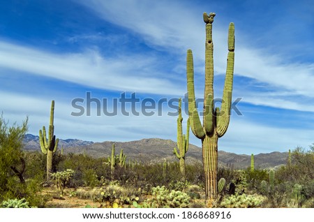Giant saguaro cactus at Saguaro National Park, Arizona \
Vintage America / USA / Cactus / Wild West / New Mexico / Las Vegas / Cactus Desert Background