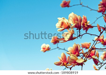 Beautiful spring flowers and magnolia background with clear, blue sky\
Vintage / retro flower / spring background