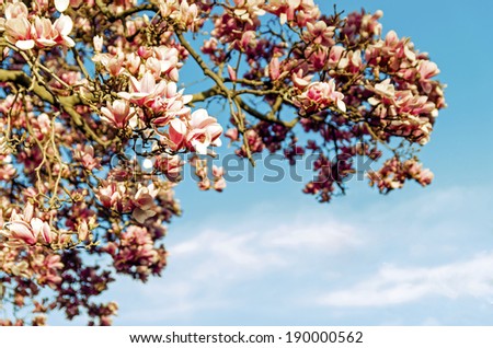 Beautiful spring flowers and magnolia background with clear, blue sky\
Floral / Flower / Vintage / Spring / Nature Background