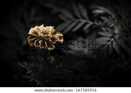 flower on black flower design