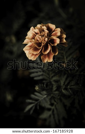 flower on black flower design