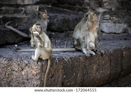 monkey in front of temple in Lopburi