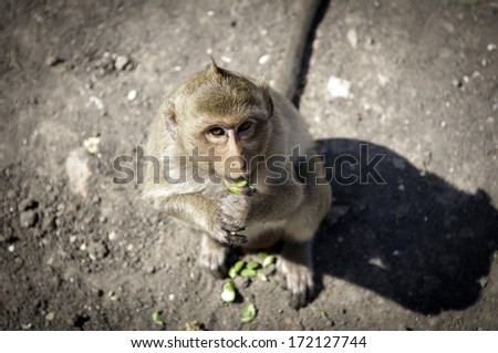 monkey in front of temple in Lopburi