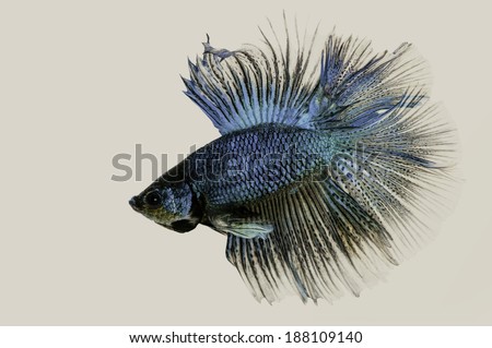 siamese fighting fish betta thailand is a beautiful fish tail.