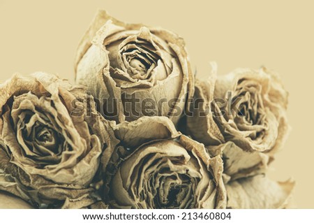 dry roses art Vintage Flowers color brown