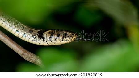 A garter snake flick its forked tongue while sliding on a tree\'s branch. Dark spots and checkered patterns can be noted on the body.