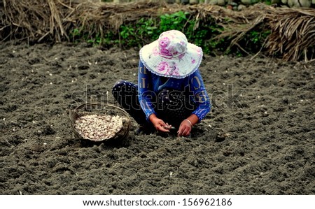 PENGZHOU, CHINA: Woman sitting in a newly plowed field with a basket of garlic cloves sets out each bulb in a neat row for harvest the following Spring