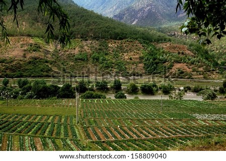 Lijiang Township, China:  Fields of neatly planted strawberries cover a valley floor next to the Yangtze River on the Shangri-La Road in Yunnan Province