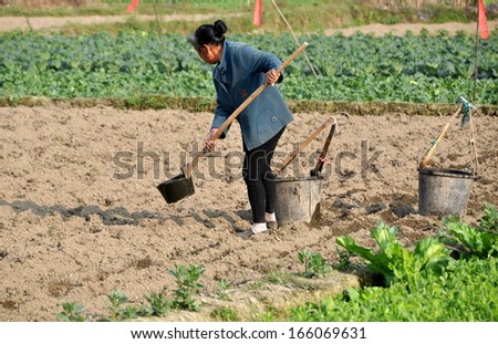 PENGZHOU, CHINA:   Woman ladling out dark, thick water from plastic buckets watering newly planted seedlings on her Sichuan province farm