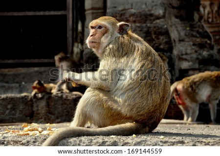 Large monkey sitting on a ledge of historic Wat Phra Phang San Yot, the Monkey Temple in Lopburi, Thailand