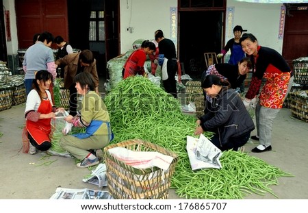 Pengzhou, China - November 8, 2011:  A crew of workers bagging freshly harvested green beans into large plastic sacks at a local farmer\'s co-operative market